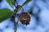 Gymnosporangium clavipes image