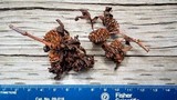 Taphrina occidentalis image
