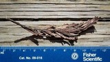 Herpotrichia juniperi image