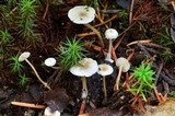 Collybia cirrhata image