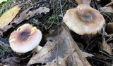 Russula puellaris image