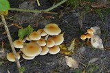Hypholoma capnoides image