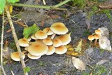 Hypholoma capnoides image