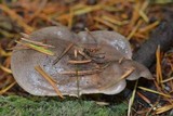 Lactarius kauffmanii image