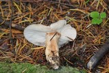 Lactarius kauffmanii image