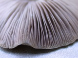 Psathyrella incerta image