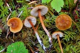 Rhodocybe nitellina image