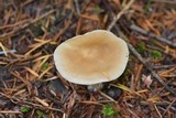 Rhodocollybia butyracea image