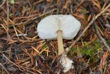 Rhodocollybia butyracea image