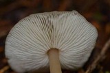 Rhodocollybia butyracea image