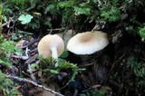 Lactarius cinereus image