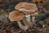 Armillaria solidipes image