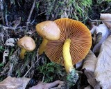Cortinarius semisanguineus image