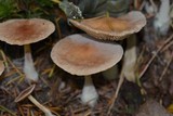Gymnopus peronatus image