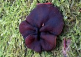 Pachyella clypeata image