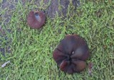 Pachyella clypeata image