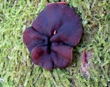 Pachyella clypeata image