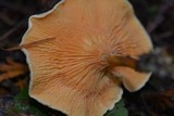 Hygrophoropsis aurantiaca image