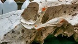 Xanthoria calcicola image