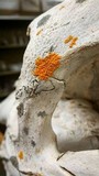 Xanthoria calcicola image