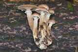 Armillaria solidipes image