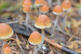 Hypholoma dispersum image