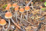 Hypholoma dispersum image