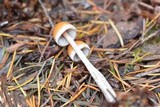 Hypholoma dispersum image