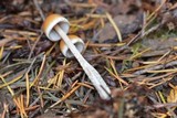 Hypholoma dispersum image