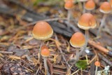 Hypholoma dispersum image