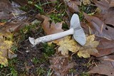 Amanita sect. Vaginatae image