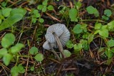 Mycena quiniaultensis image