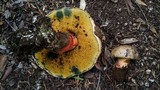 Caloboletus rubripes image