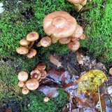 Armillaria gallica image
