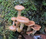 Armillaria gallica image