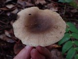 Russula sororia image