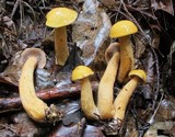 Suillus punctipes image