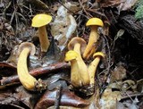Suillus punctipes image