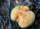 Tricholoma aurantium image