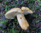 Tricholoma aurantium image