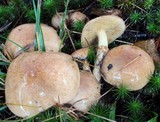 Suillus acidus image