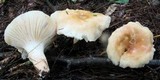 Hygrophorus tennesseensis image