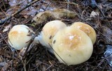 Hygrophorus tennesseensis image