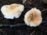 Hygrophorus tennesseensis image