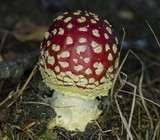 Amanita muscaria var. flavivolvata image