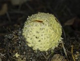 Amanita muscaria var. flavivolvata image
