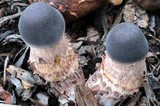 Leucoagaricus americanus image