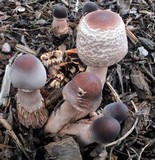 Leucoagaricus americanus image