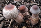 Leucoagaricus americanus image