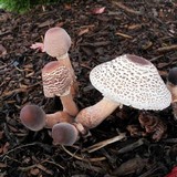 Leucoagaricus americanus image